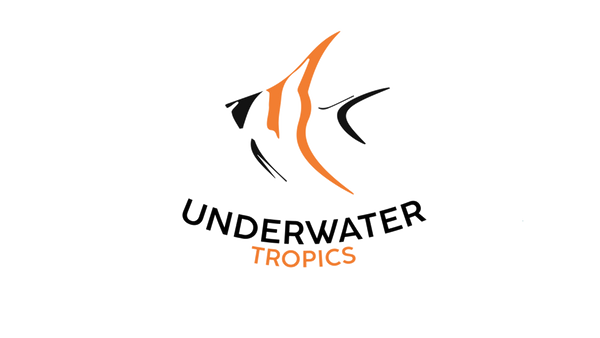Underwater Tropics