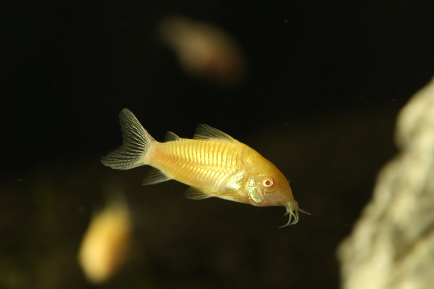 Albino Aeneus Corydoras Reg