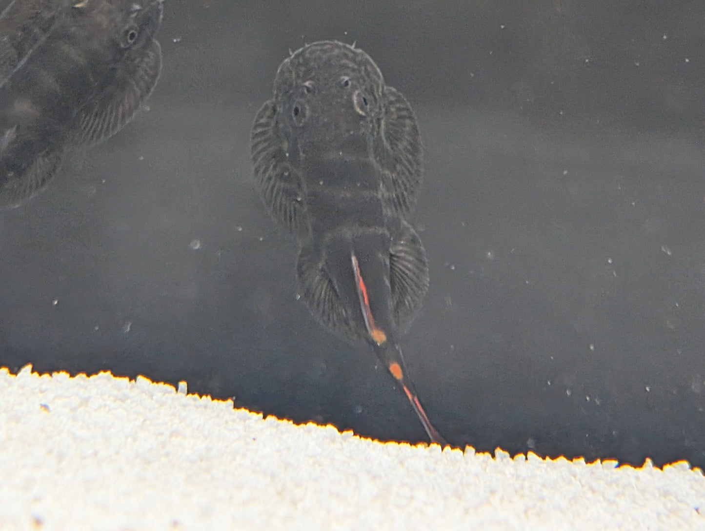 Bloody Mary hillstream loach double red