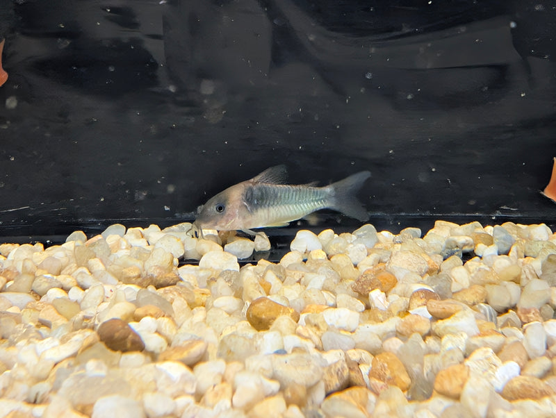 Green Gold Cory