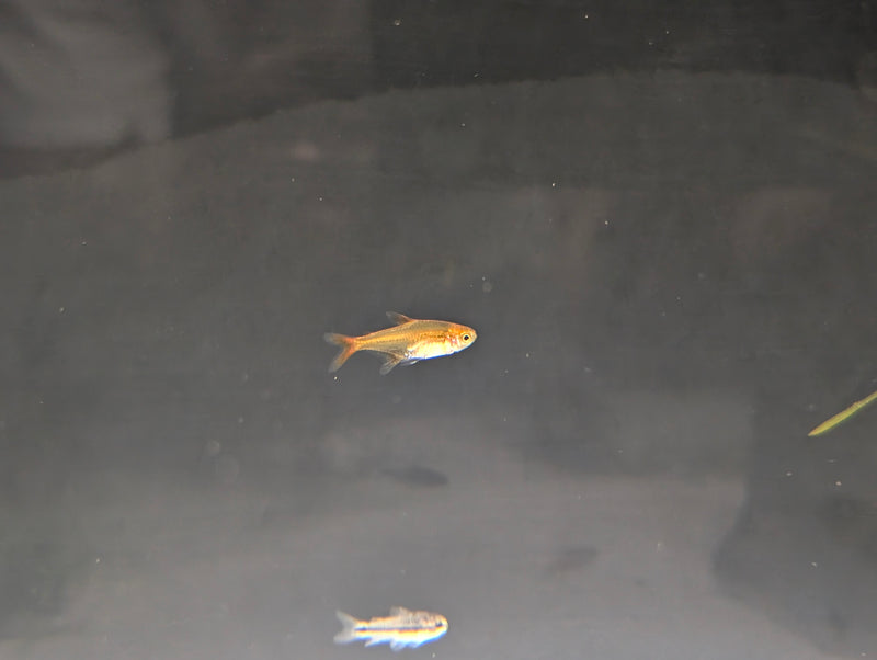 Ember Tetra