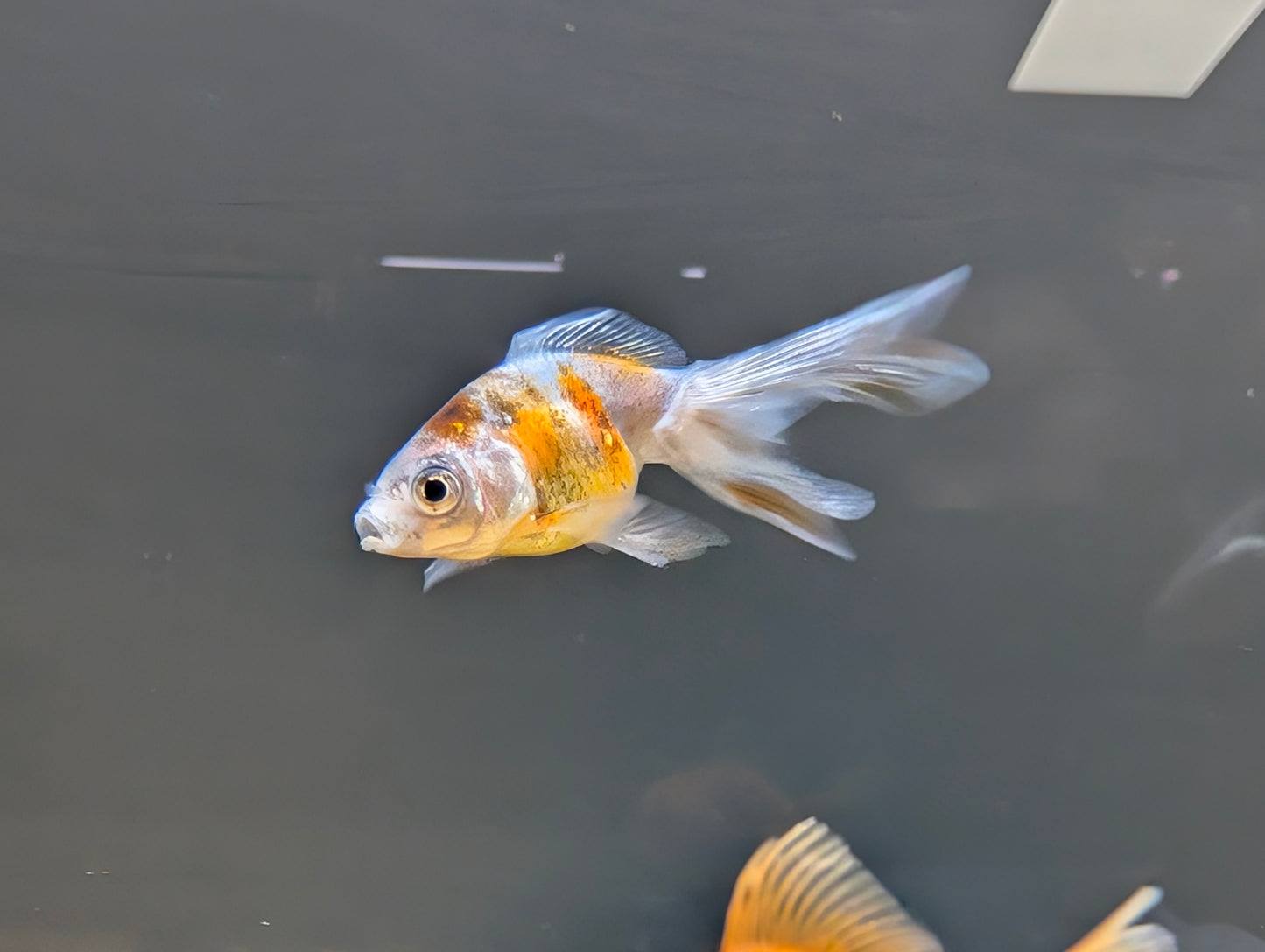 Calico Ryukin Goldfish