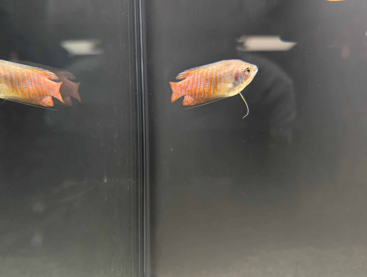 Dwarf Gourami (males)