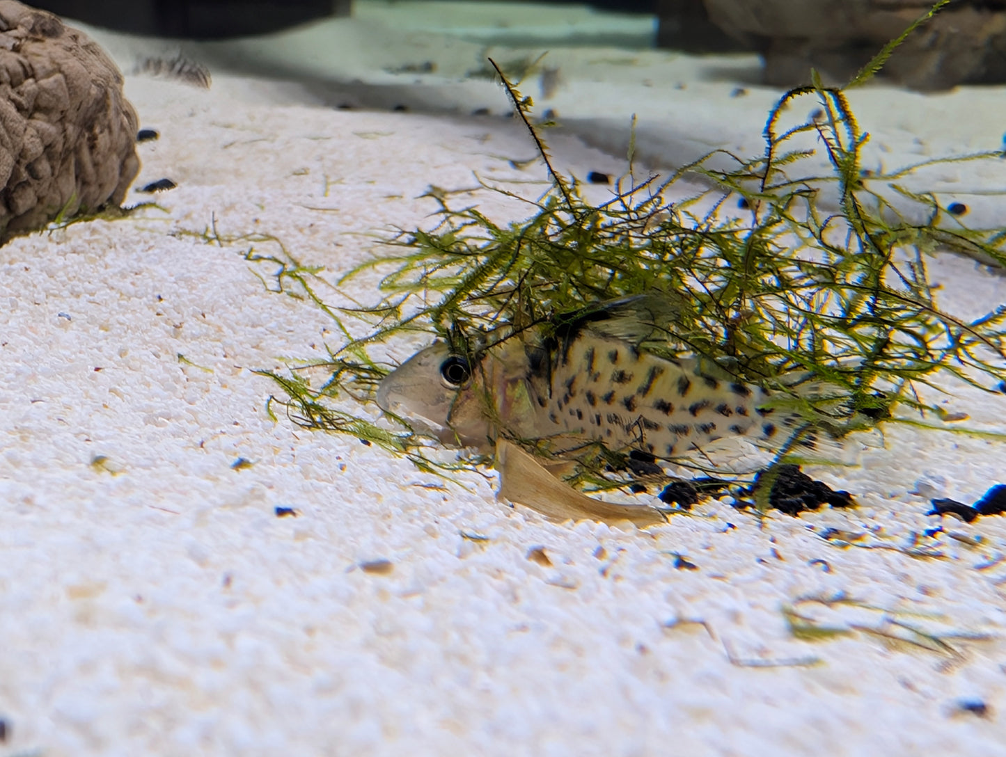 Agassizii Cory
