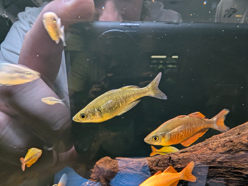 New Guinea Rainbow