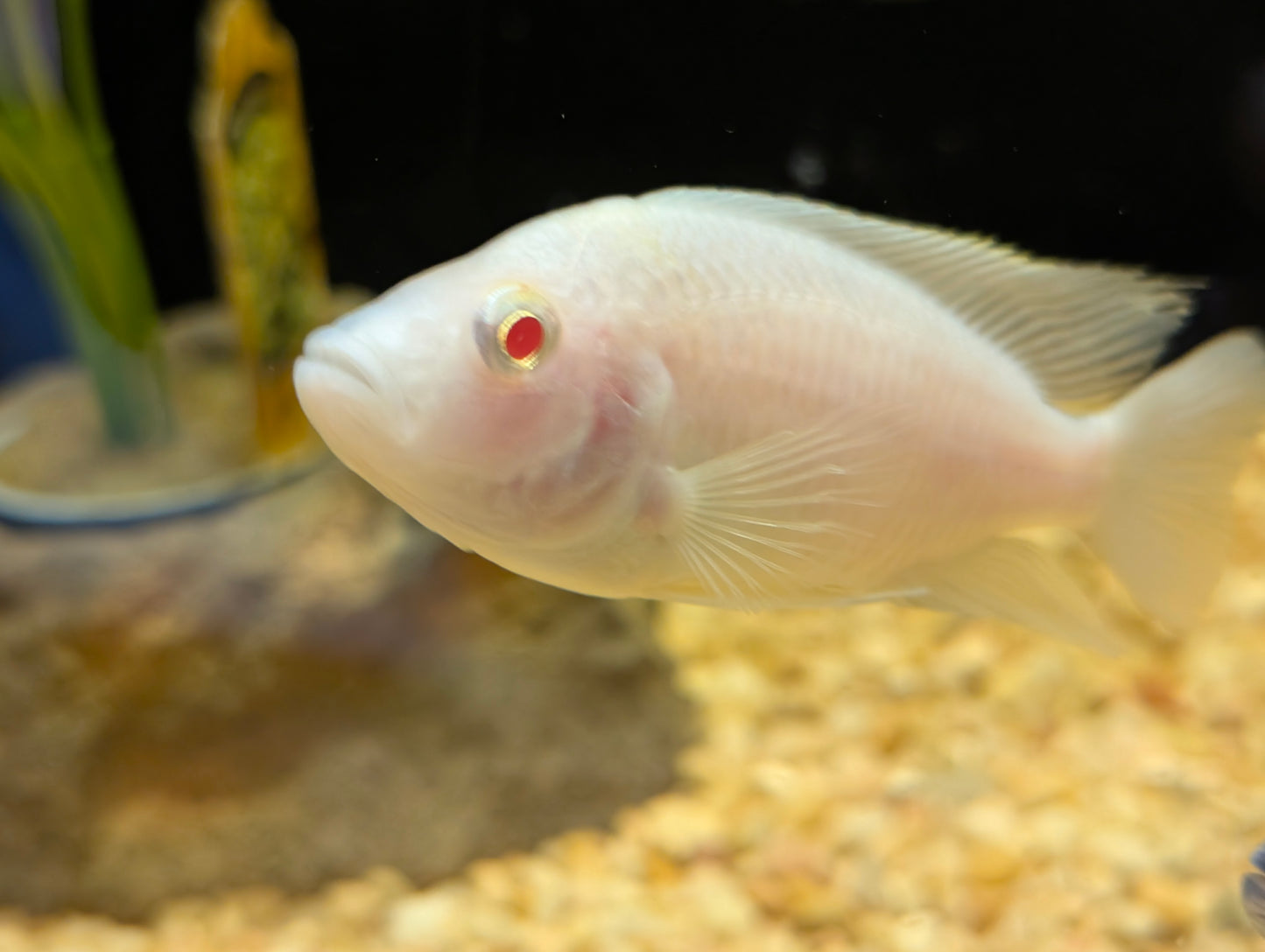 Albino Peacock Cichlid