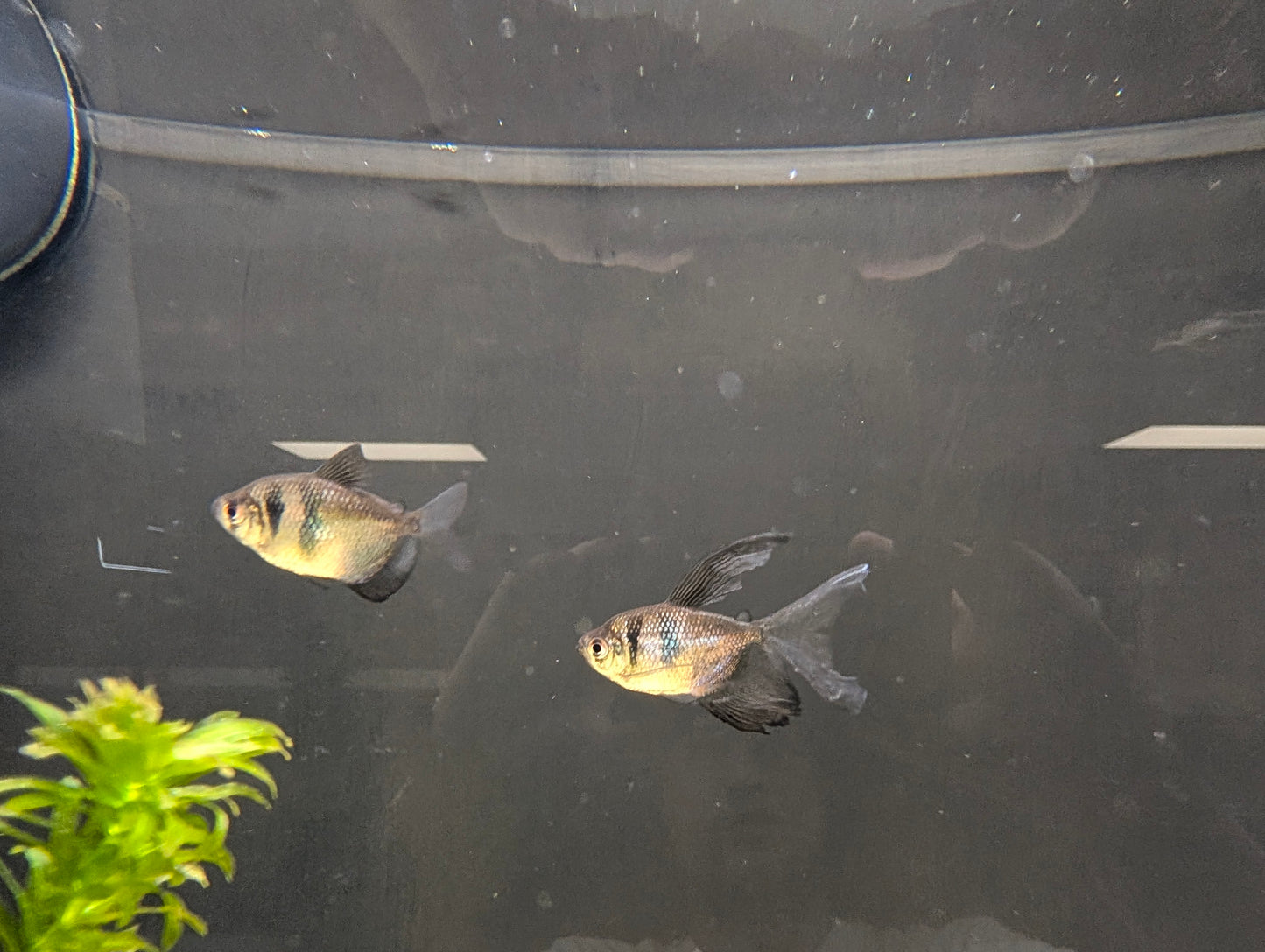 Black Skirt Tetra