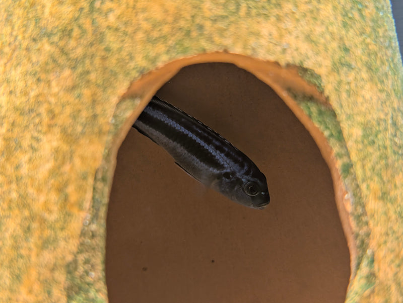 Maingano Cichlid