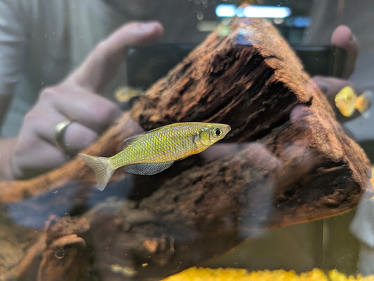 Emerald rainbow