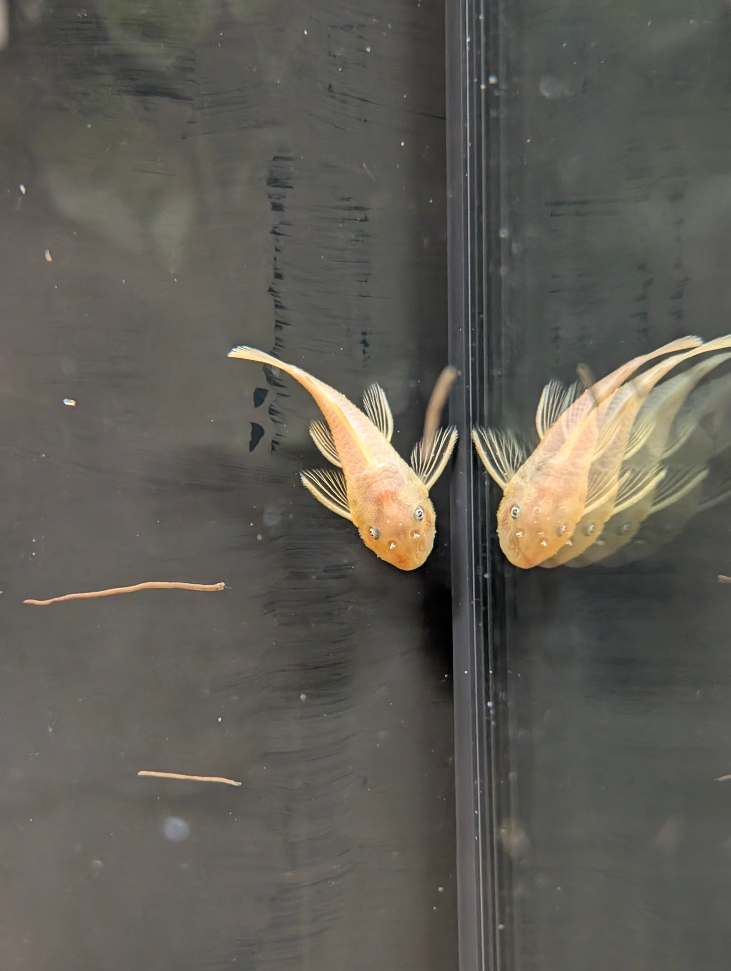 Pleco 144a Blue Eye Lemon