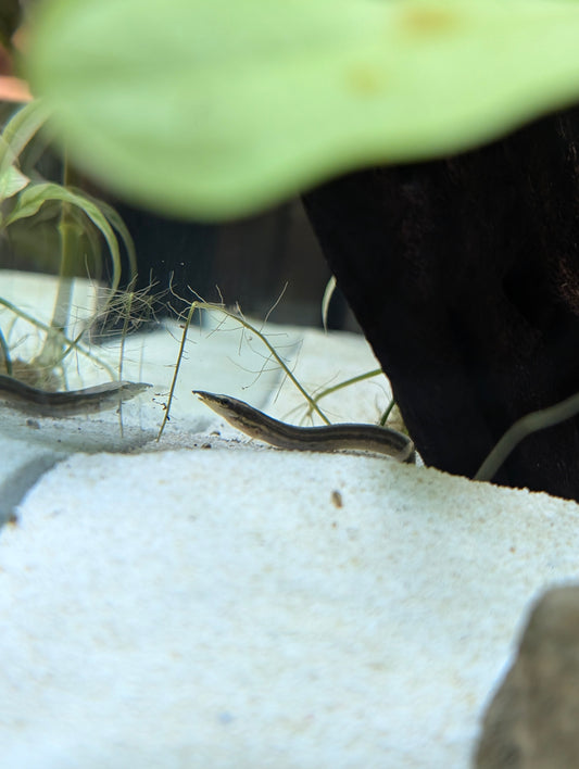 Fire Eel
