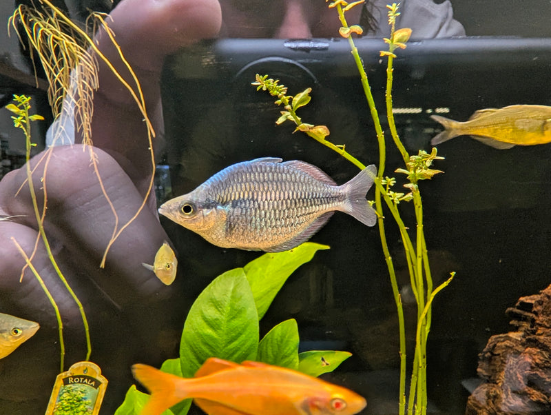 Blue Kamaka Rainbow