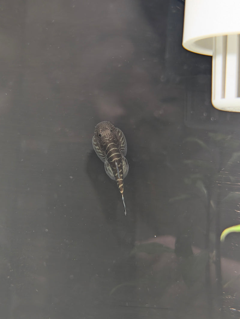 Blue Hillstream loach