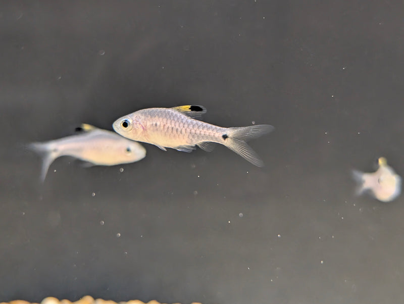 Drapefin Barb