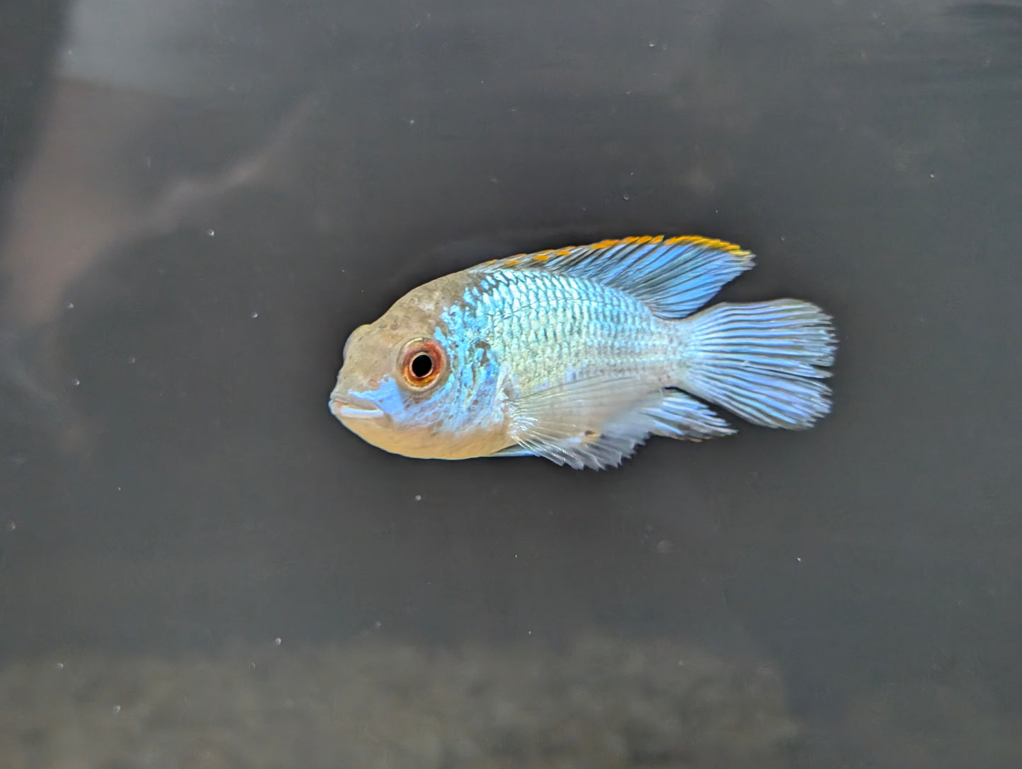 Electric Blue Acara Cichlid