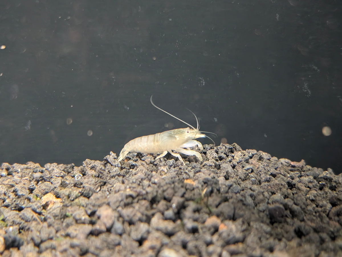 Vampire Shrimp