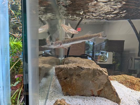 Gar