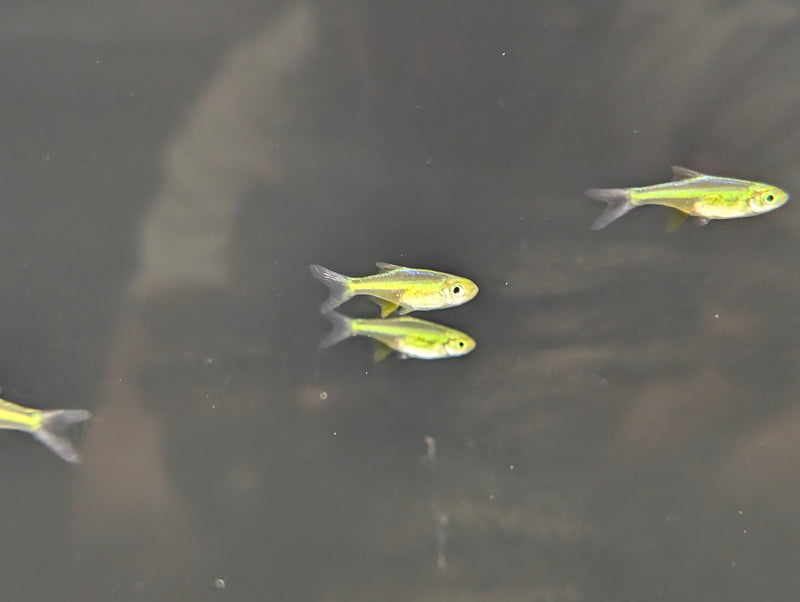 Neon Green Rasbora