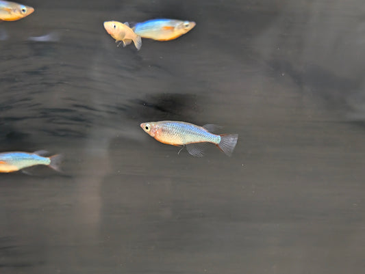 Neon blue rice fish