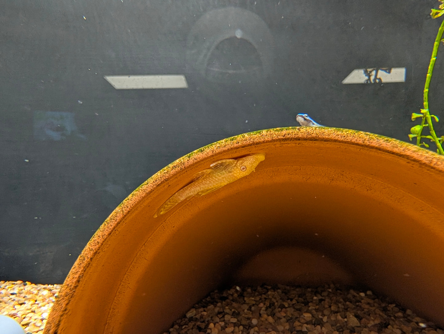 Albino/Black Bristlenose BN Bushynose Pleco