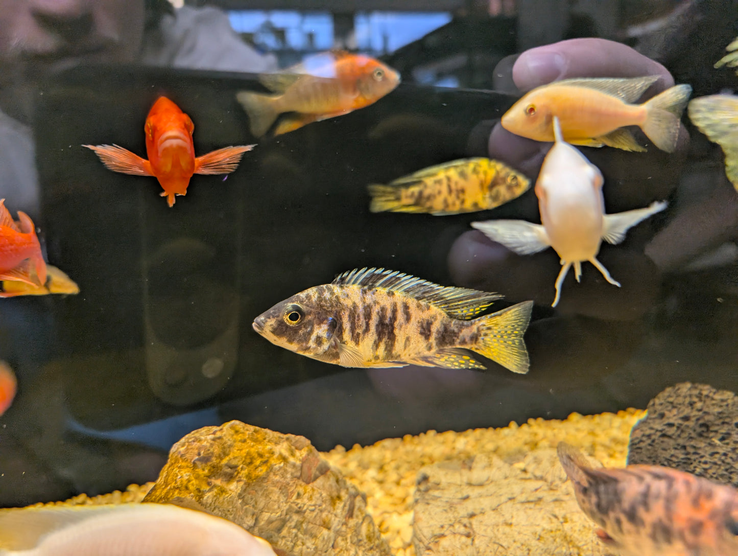 OB blue peacock large