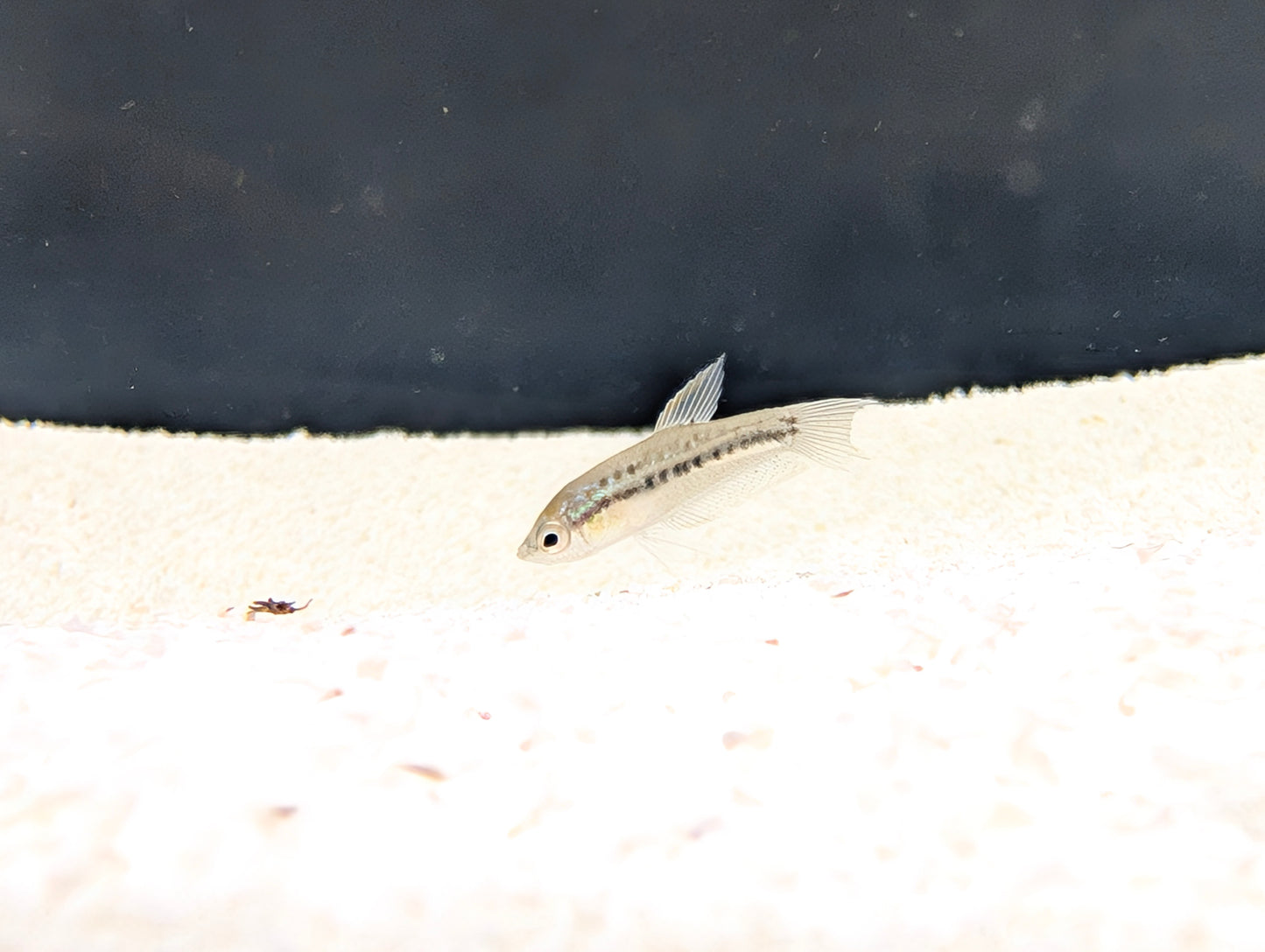 Pygmy Pumilus Sparkling Gourami