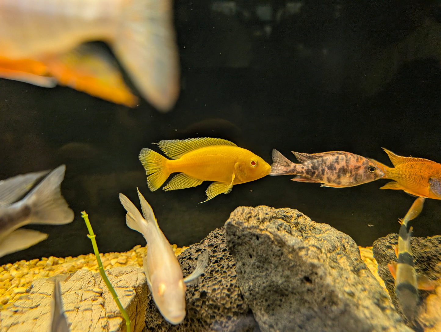 Albino Yellow Jacob Peacock Cichlid