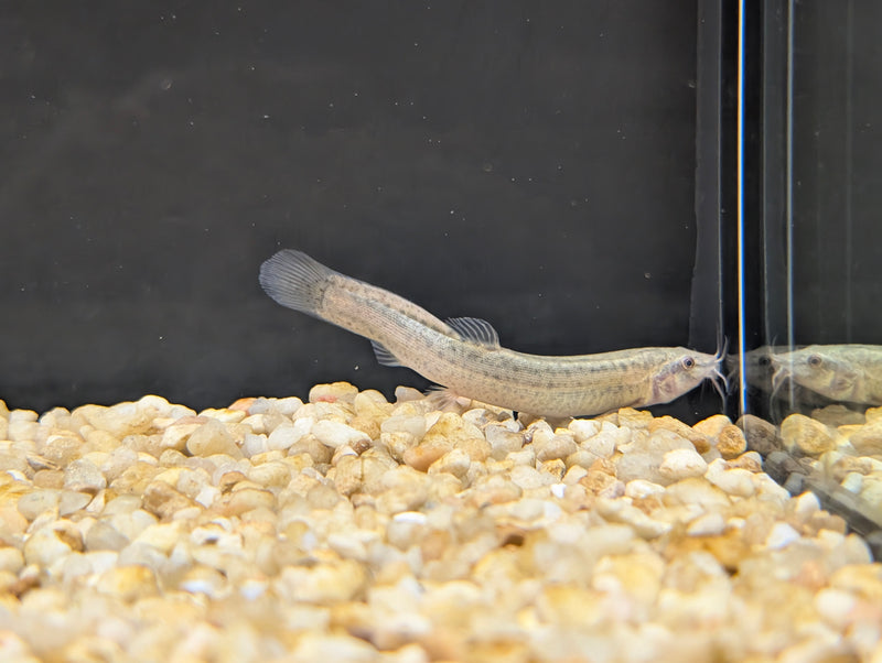 Dojo loach