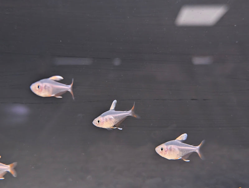 Candy Cane Tetra