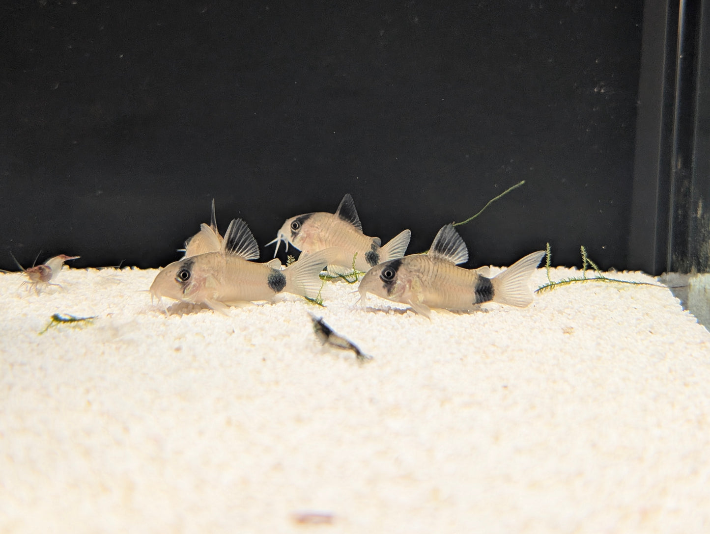 Panda Corydoras