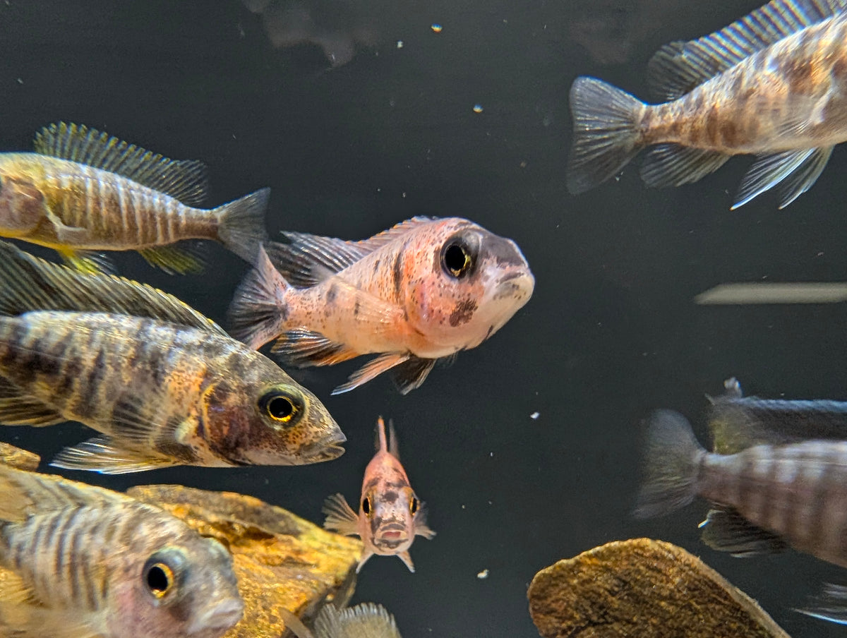 Assorted African Peacock Small