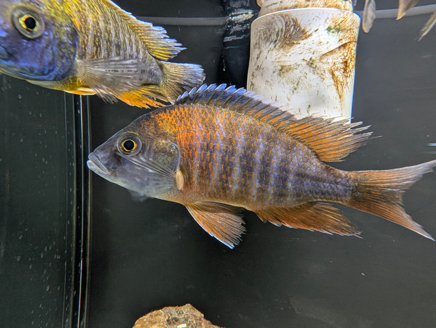 Large African Peacock