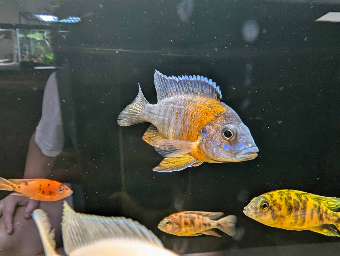 Red Shoulder Peacock Cichlid