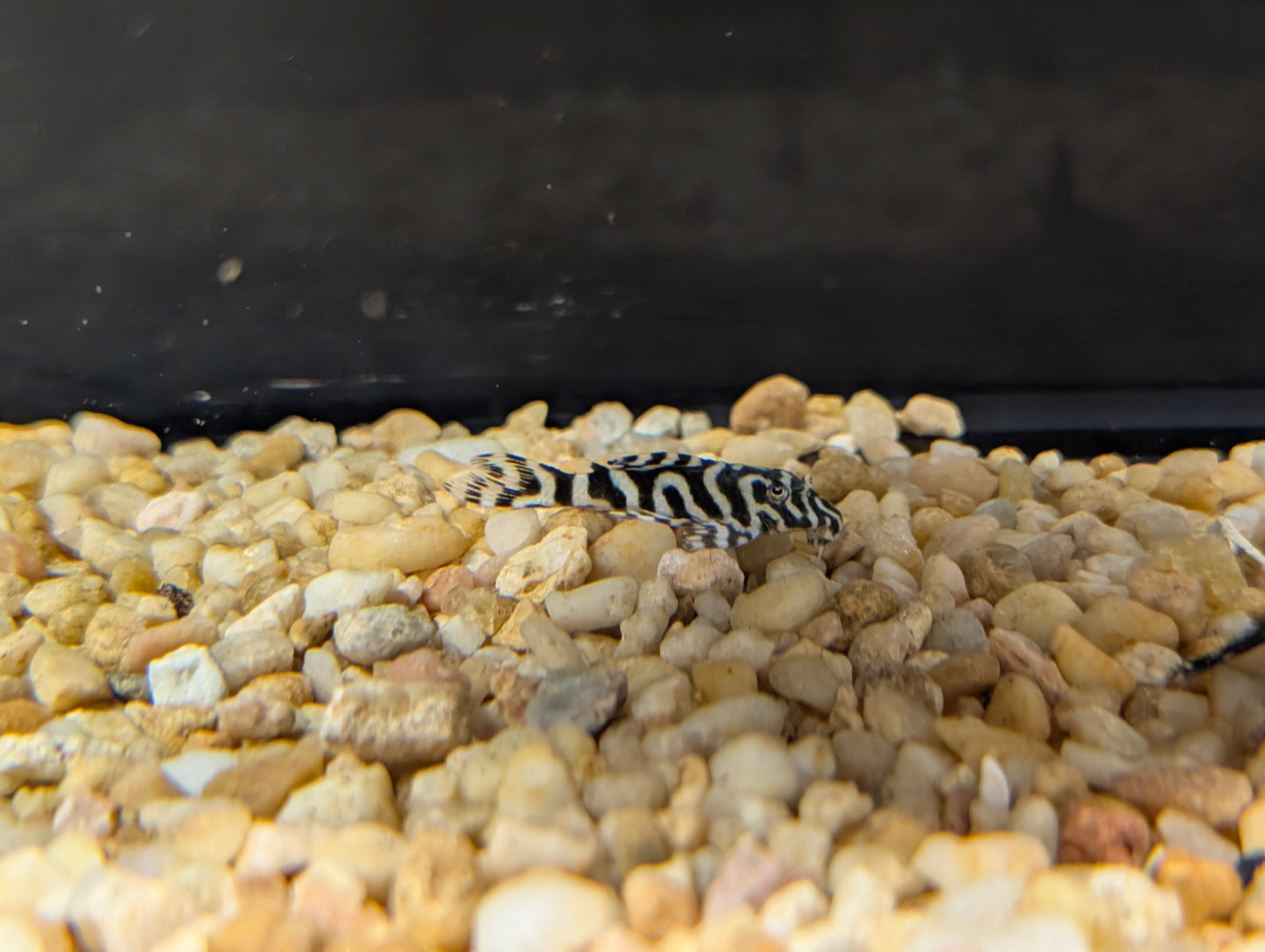 Zebra Pleco L127