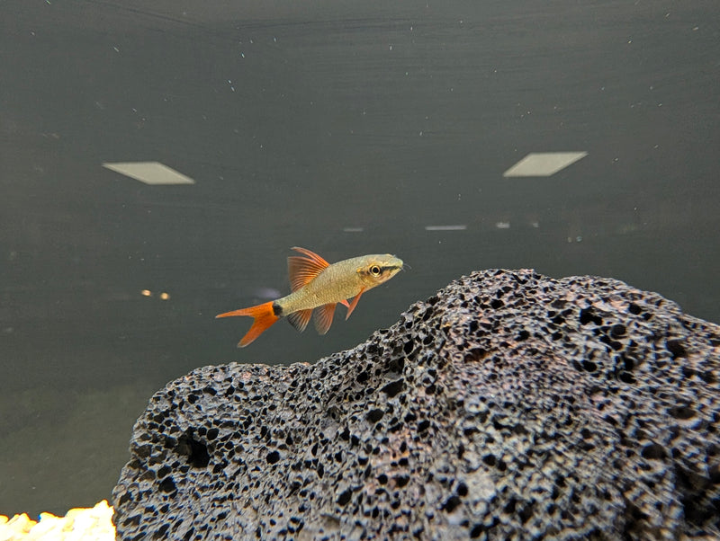 Rainbow Shark