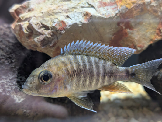 Female peacock