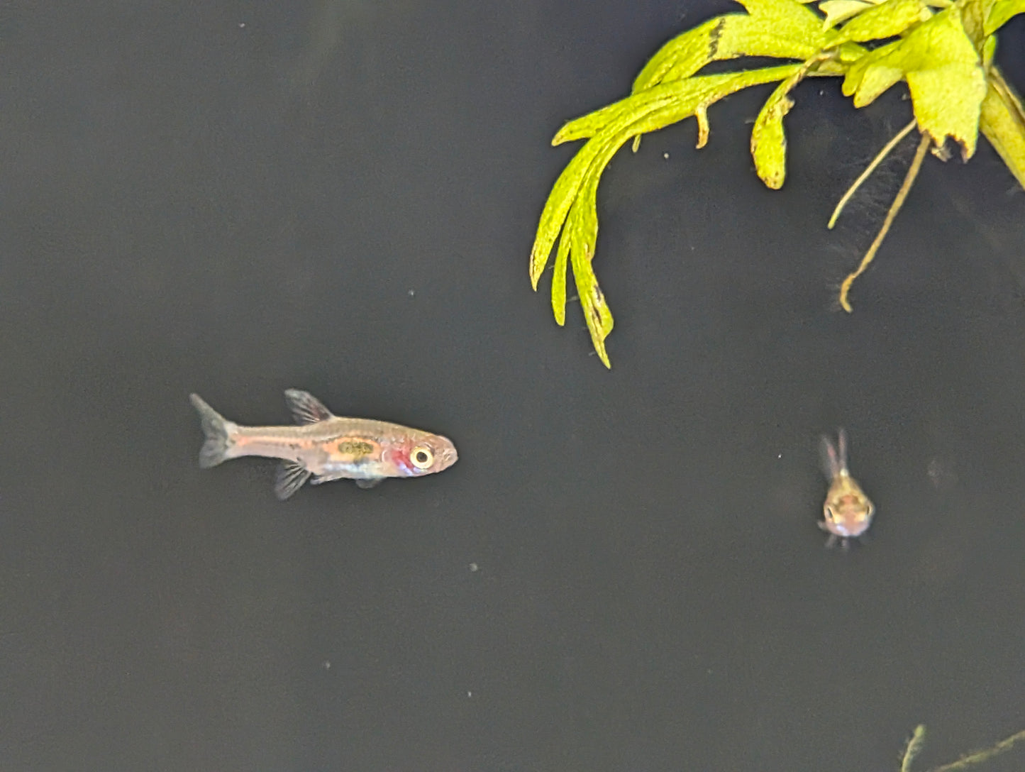 Phoenix Rasbora
