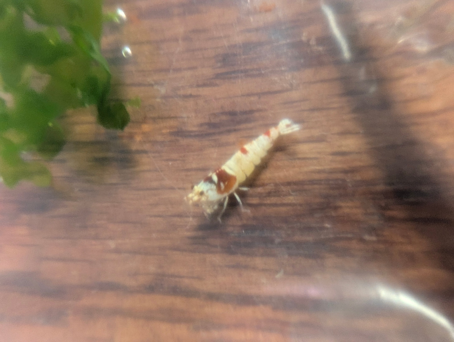 Crystal Red Shrimp