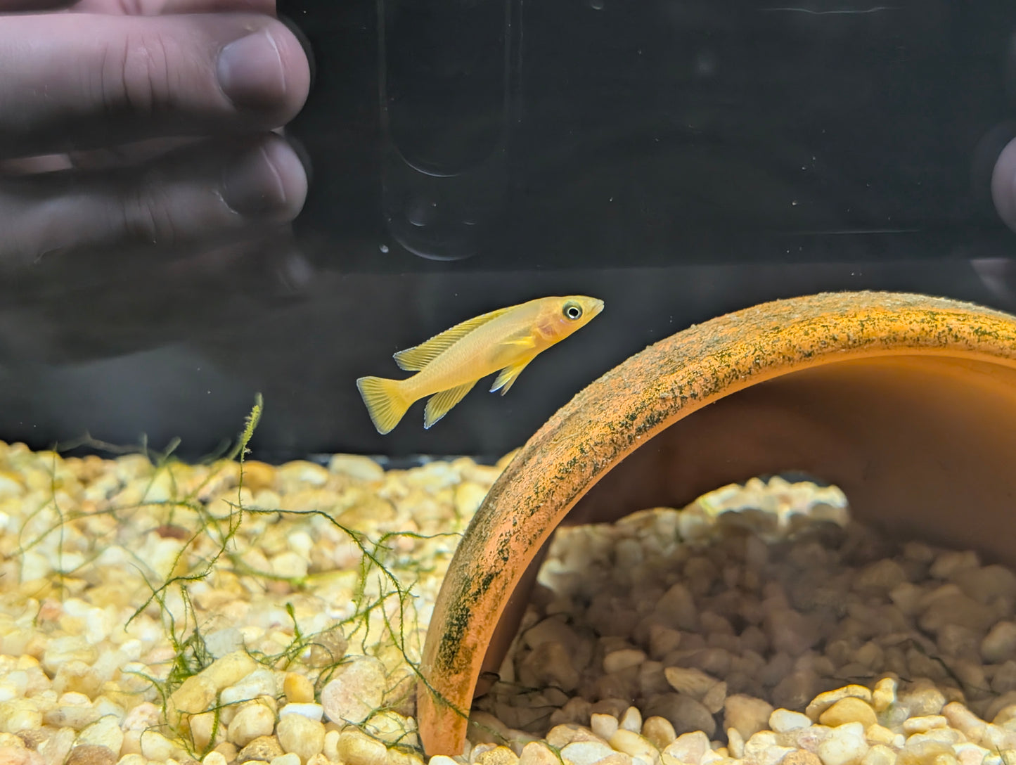Neo Lelupi Cichlid