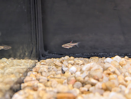 Peruvian red pencilfish type II