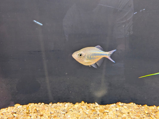 Giant Danio