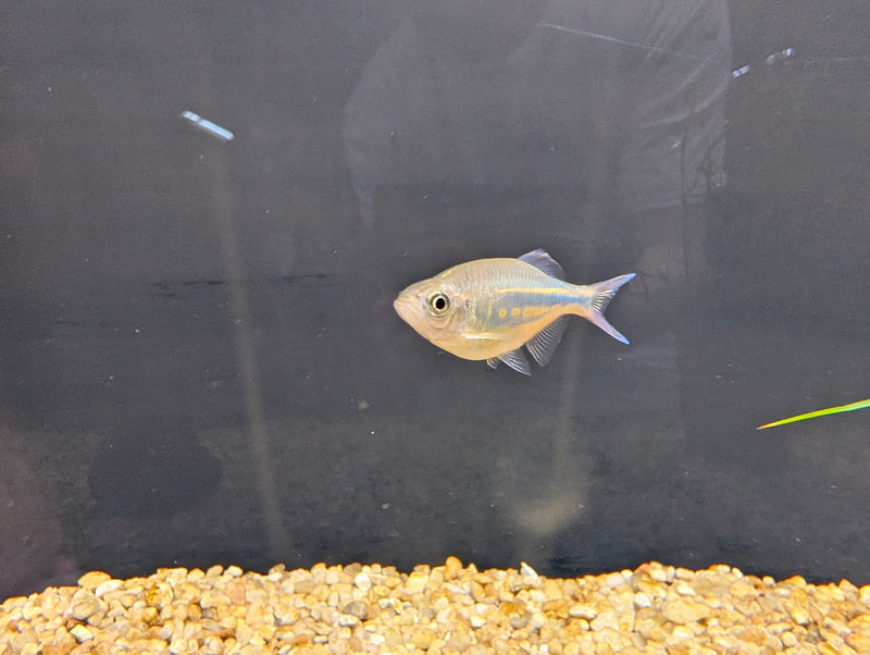 Giant Danio