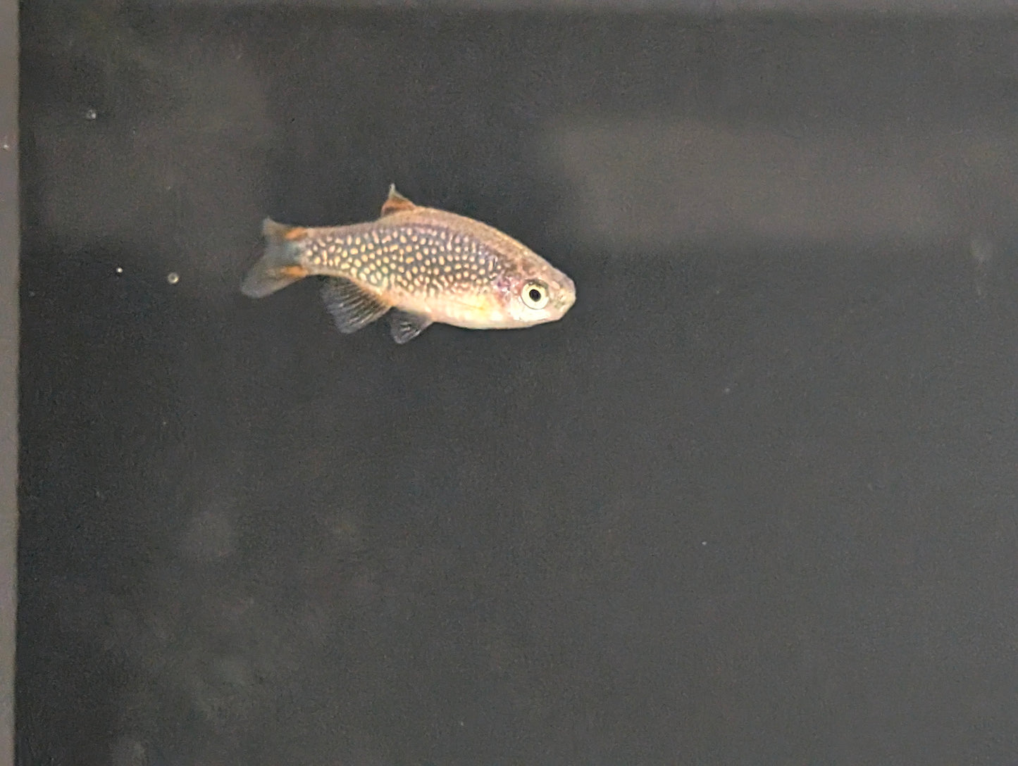 Celestial Pearl Danio (CPD)