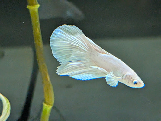 Halfmoon Platinum Betta