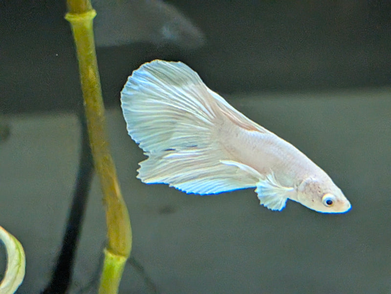 Halfmoon Platinum Betta
