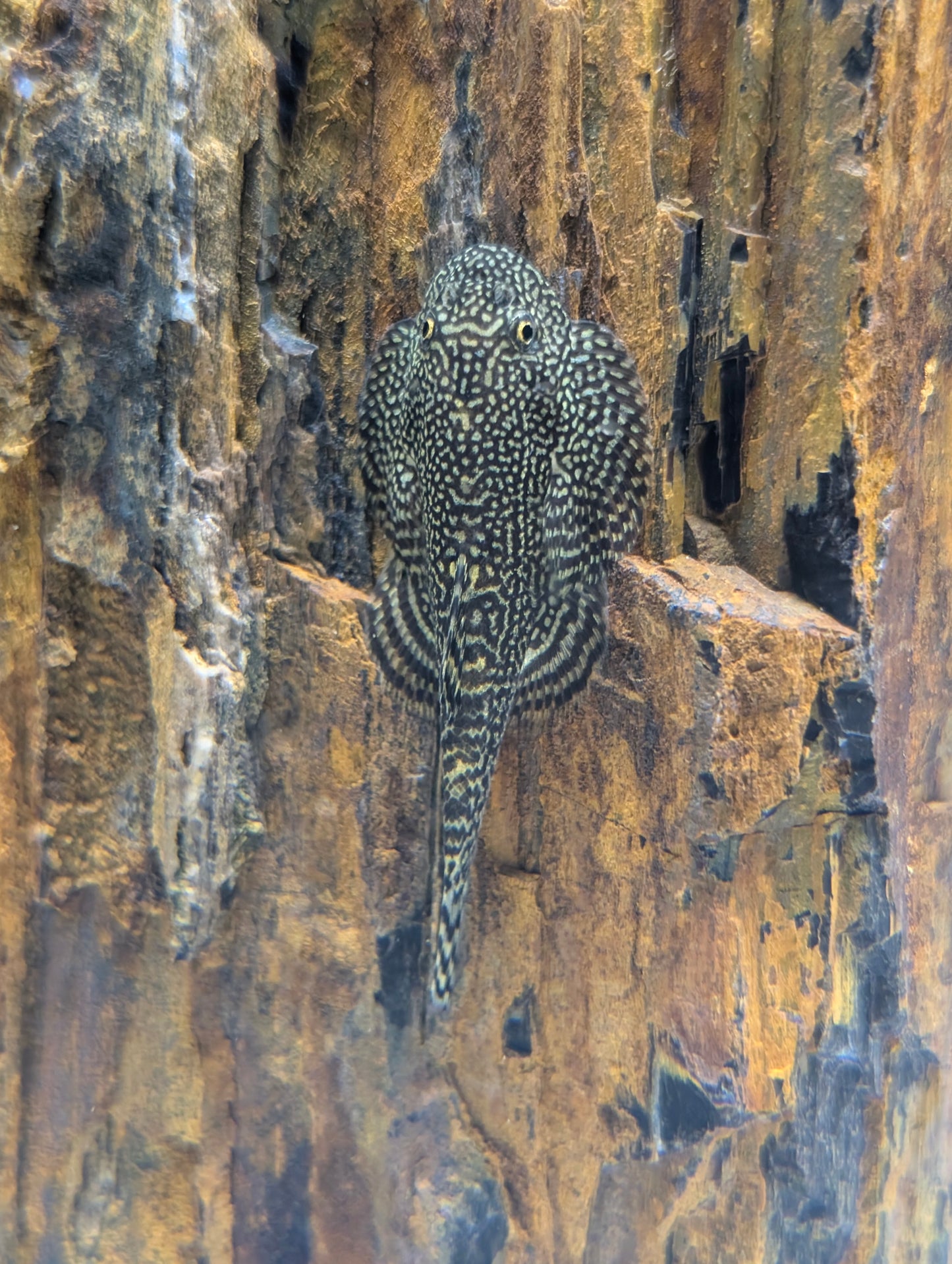 Butterfly Hillstream Loach