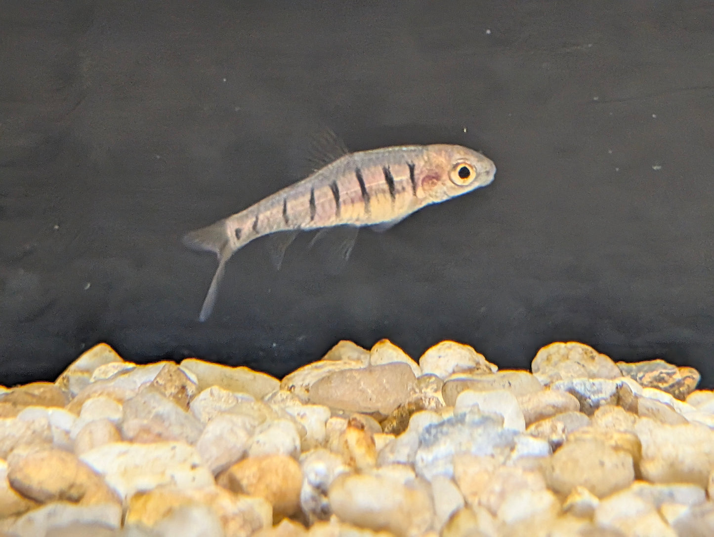 African Fasciolatus Barb