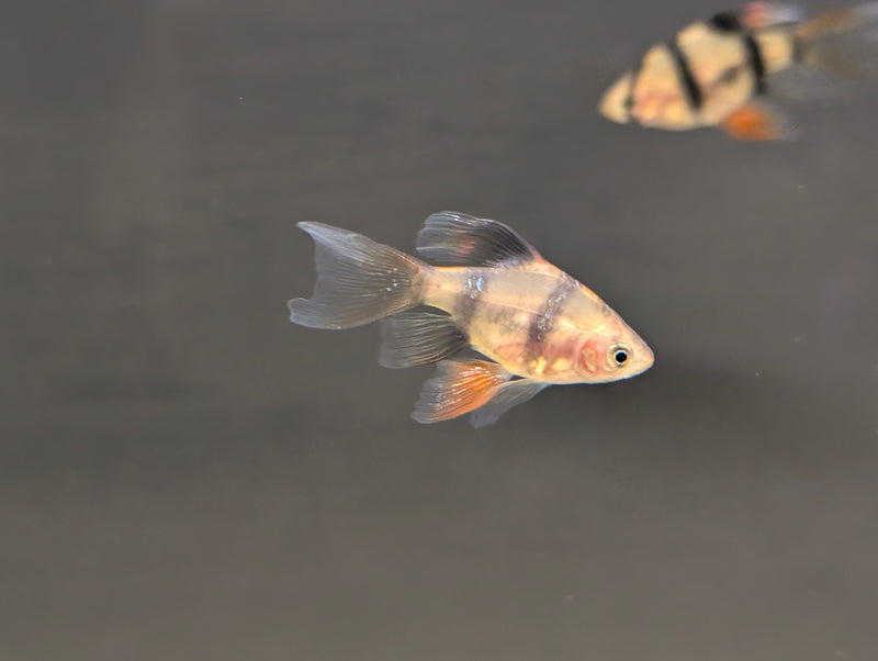 Longfin Tiger Barb