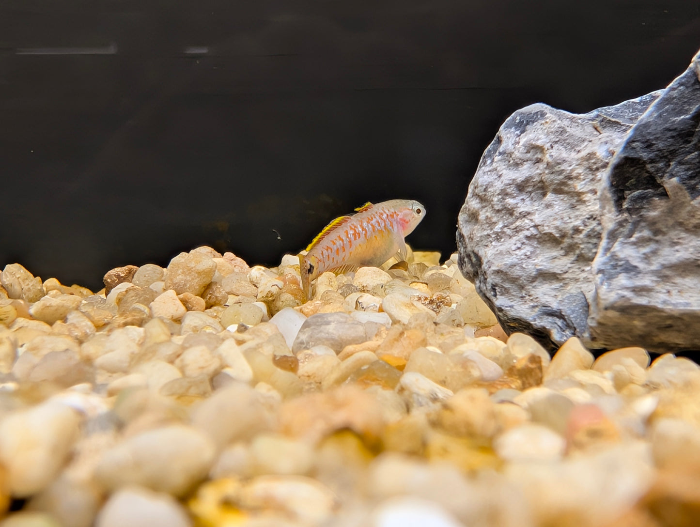 Peacock Goby