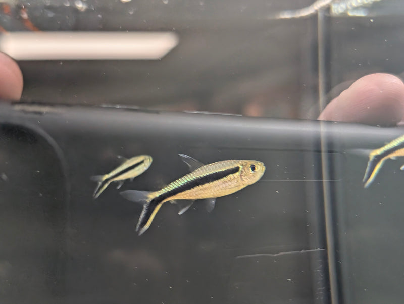 Penguin Tetra